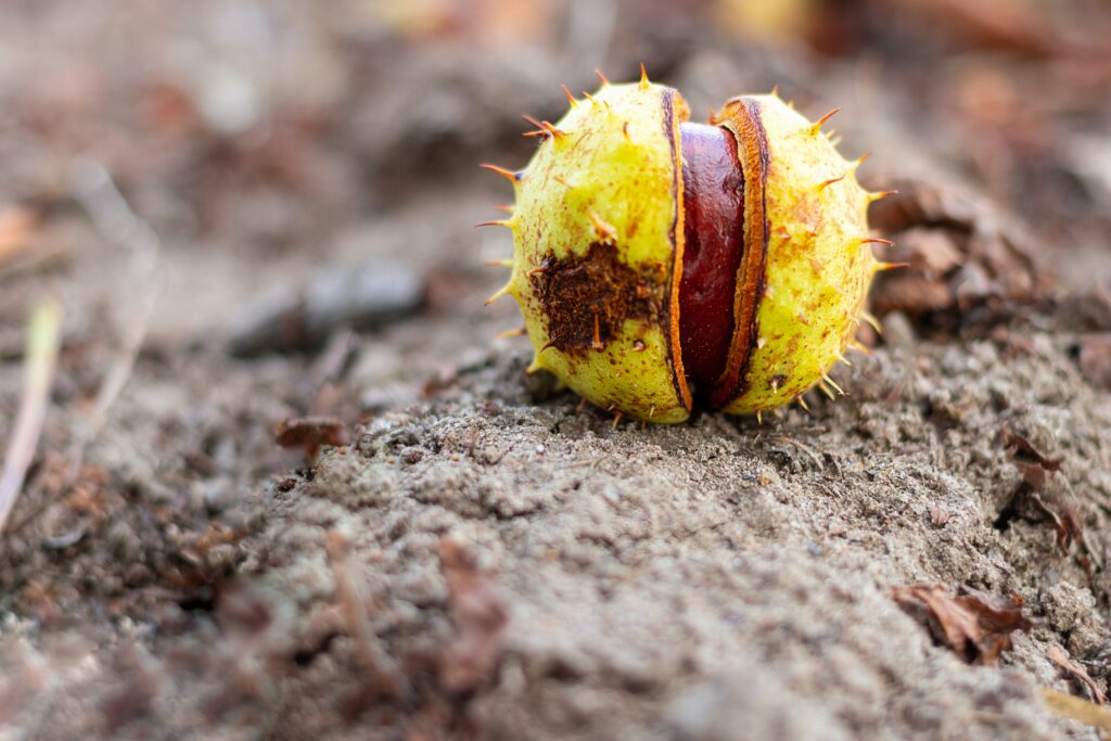 castagne verona dove raccogliere le castagne in veneto