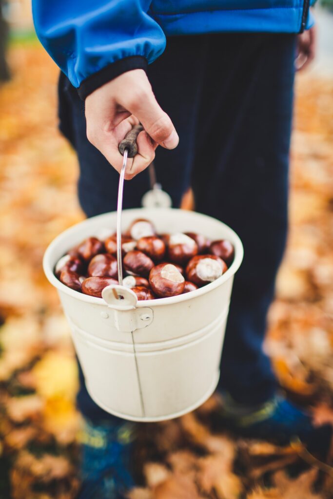 castagne verona dove raccogliere le castagne in veneto