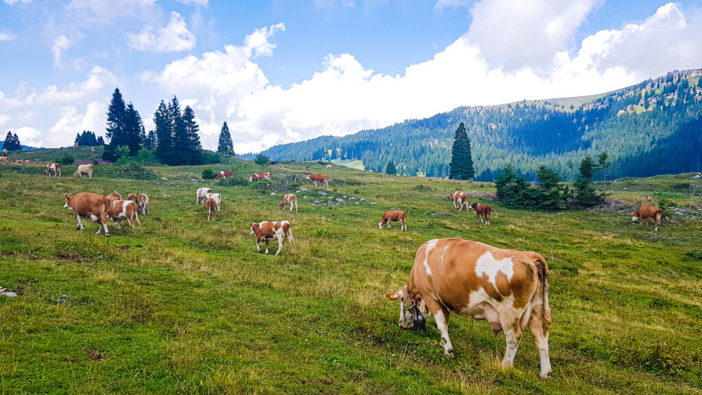 folgaria con bambini cosa fare escursioni con bambini a folgaria