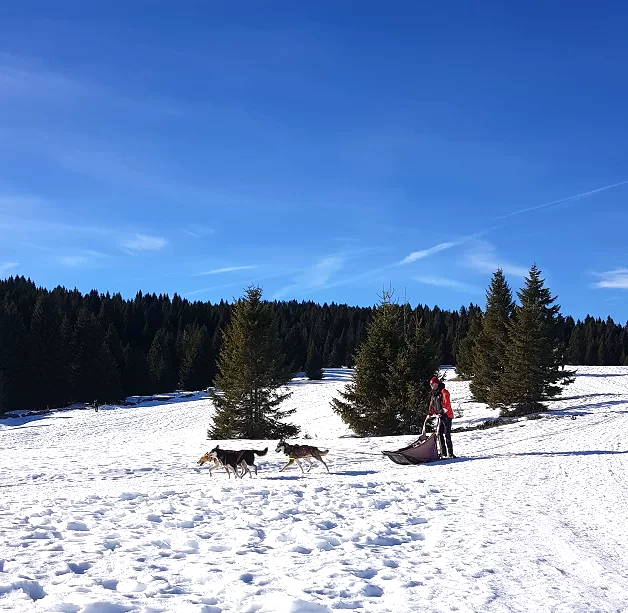 escursioni sulla neve folgaria sleedog folgaria passo coe