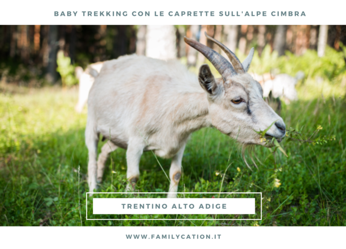 trekking con animali