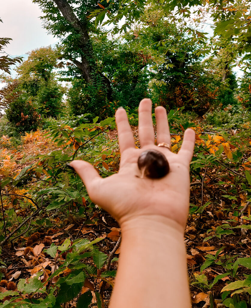 raccolta castagne verona gite fuori porta in veneto