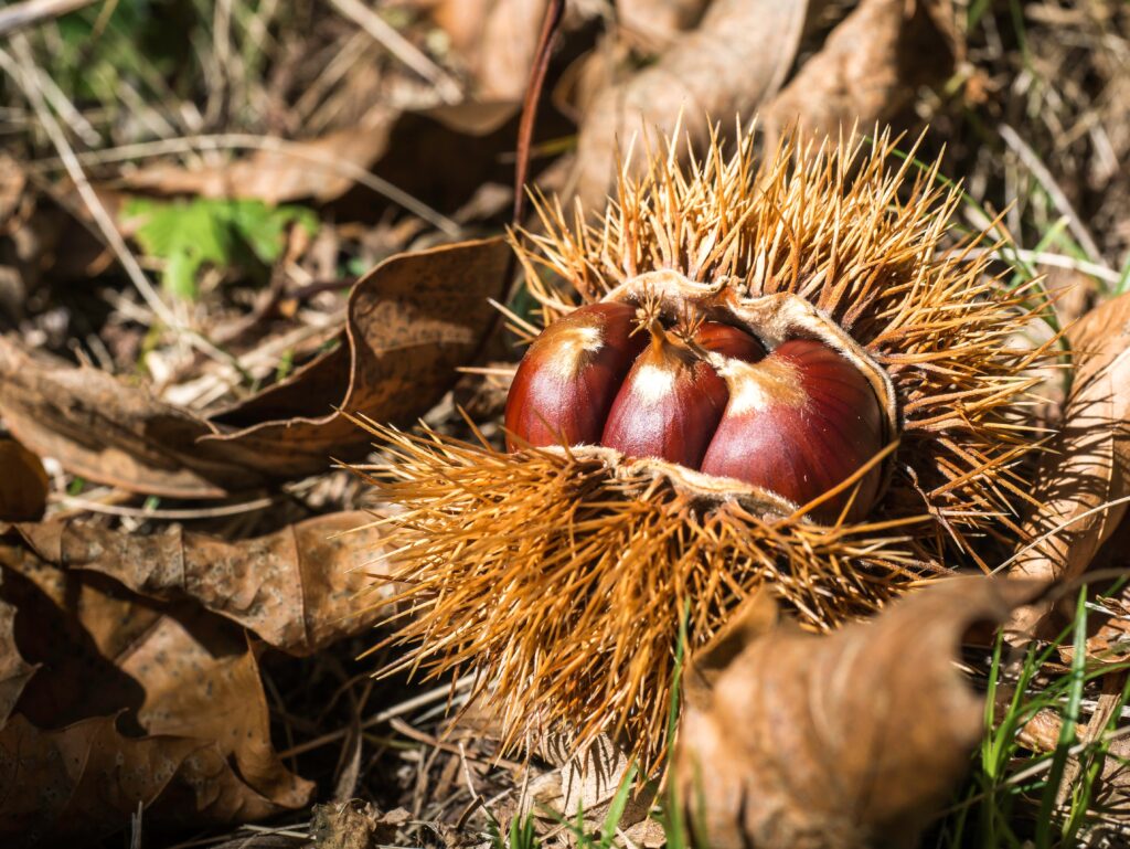 dove raccogliere le castagne a verona e provincia differenza castagne e marroni