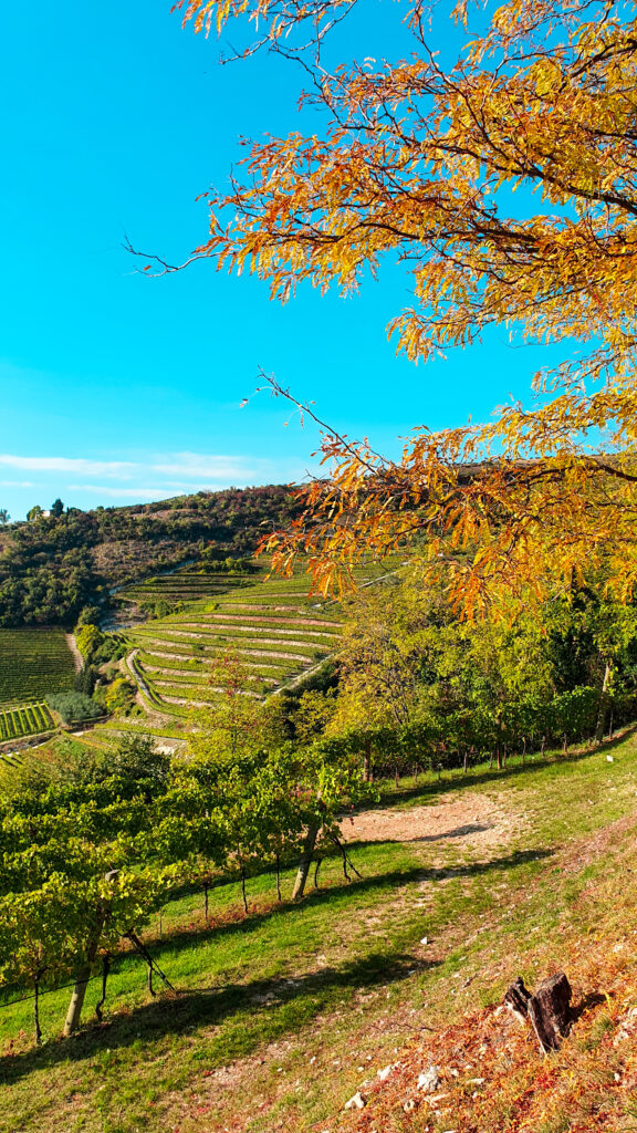 valpolicella babytrekking in veneto