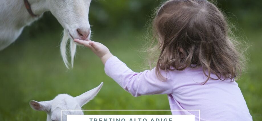 hotel con animali trentino alto adige
