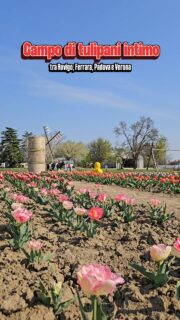 Scuole chiuse per referendum, la nonna si prende l'influenza all'ultimo...un bel casino, come sempre 😅Alla fine mi tocca prendere ferie.Le scadenze? A farsi benedire.Il nervoso? Tanto.Poi ho deciso di cambiare prospettiva: trasformare questa giornata in tempo per noi 🤍Perché da quando è arrivata Lucrezia faccio fatica a ritagliarmi momenti così, solo per lui.Ed eccoci qui: un lunedì mattina, in un campo di tulipani SOLO PER NOI🌷Segnatevi questo posto: piccolo, intimo, accogliente: @itulipanidiannaÈ aperto tutti i giorni dalle 9:00 alle 18:30, anche in settimana.Non si paga l’ingresso e potete raccogliere i tulipani a €1,50 con bulbo (così potete ripiantarli a casa 🌱) oppure €1 senza bulbo.Il campo si trova a Fiesso Umbertiano, un paesino sperduto nel Polesine dove non c'è molto alto fa fare ma da qui potete organizzare una gita tra le città vicine o visitare Villa Badoer a Fratta Polesine — una villa palladiana pazzesca!Conoscete altri campi di tulipani in queste province ❓️Scrivetelo nei commenti e aiutiamoci a scoprire posti carini per giornate speciali in famiglia🌷🤍#viaggiconbambini #tulipani #campoditulipani #giteconbambini #giteinfamiglia