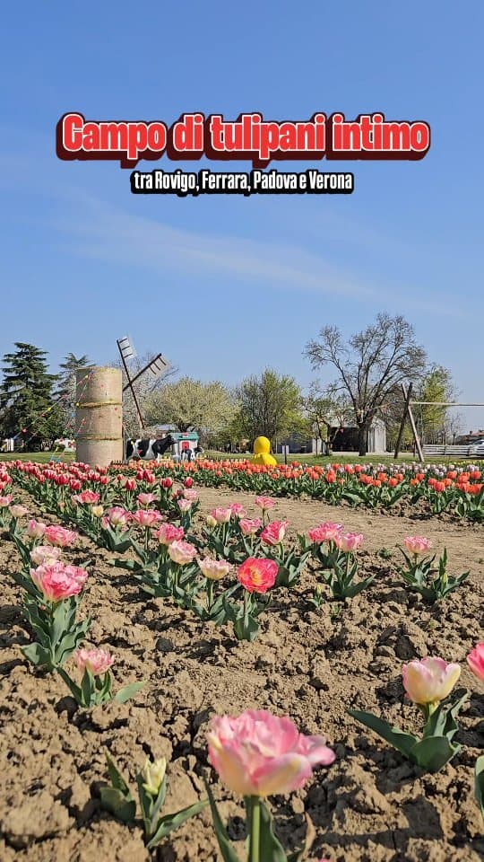 Scuole chiuse per referendum, la nonna si prende l'influenza all'ultimo...un bel casino, come sempre 😅Alla fine mi tocca prendere ferie.Le scadenze? A farsi benedire.Il nervoso? Tanto.Poi ho deciso di cambiare prospettiva: trasformare questa giornata in tempo per noi 🤍Perché da quando è arrivata Lucrezia faccio fatica a ritagliarmi momenti così, solo per lui.Ed eccoci qui: un lunedì mattina, in un campo di tulipani SOLO PER NOI🌷Segnatevi questo posto: piccolo, intimo, accogliente: @itulipanidiannaÈ aperto tutti i giorni dalle 9:00 alle 18:30, anche in settimana.Non si paga l’ingresso e potete raccogliere i tulipani a €1,50 con bulbo (così potete ripiantarli a casa 🌱) oppure €1 senza bulbo.Il campo si trova a Fiesso Umbertiano, un paesino sperduto nel Polesine dove non c'è molto alto fa fare ma da qui potete organizzare una gita tra le città vicine o visitare Villa Badoer a Fratta Polesine — una villa palladiana pazzesca!Conoscete altri campi di tulipani in queste province ❓️Scrivetelo nei commenti e aiutiamoci a scoprire posti carini per giornate speciali in famiglia🌷🤍#viaggiconbambini #tulipani #campoditulipani #giteconbambini #giteinfamiglia