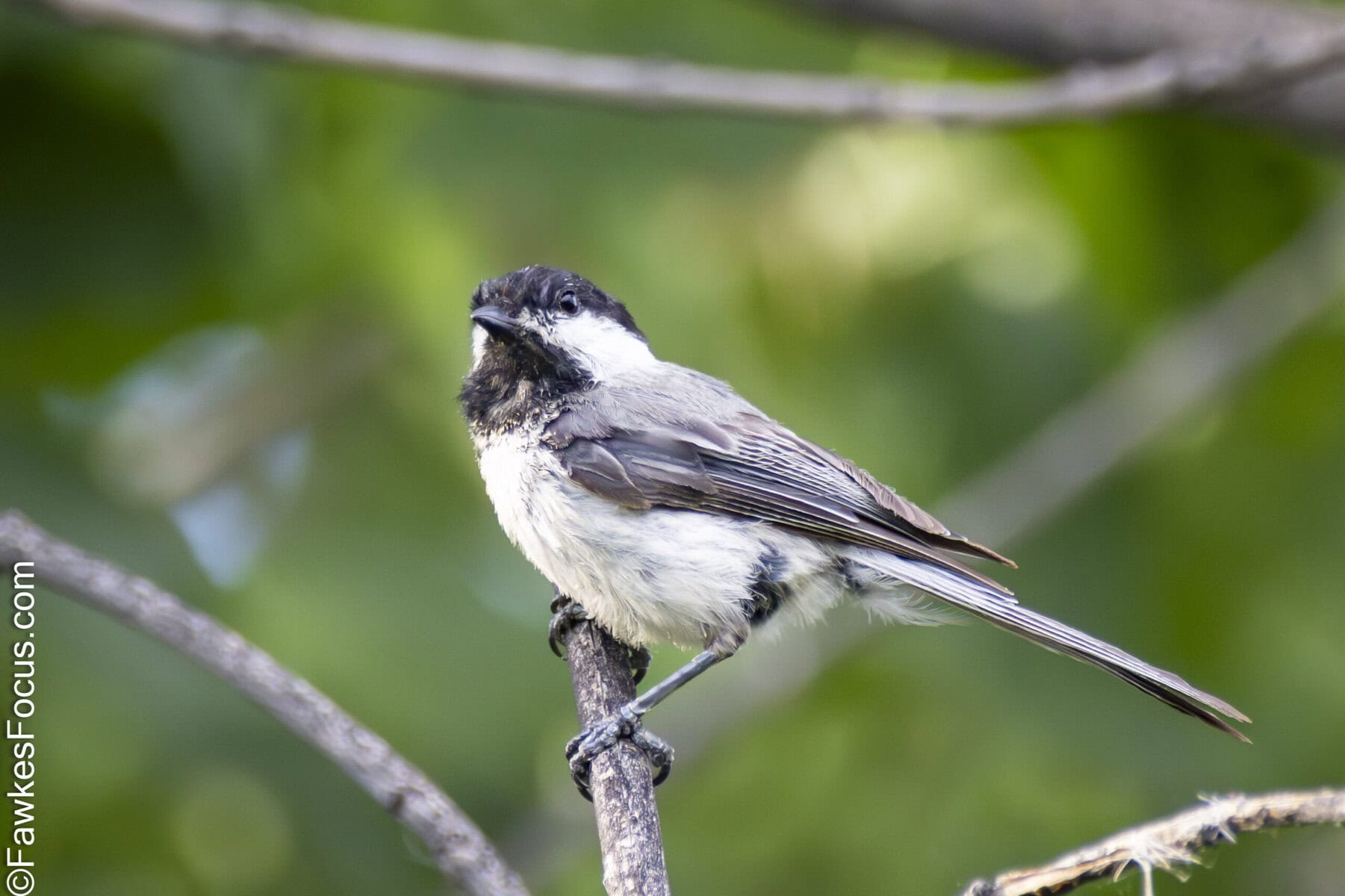Black-capped Chickadee perched on a branch in a lush green forest. The bird is showcasing its distinctive black cap and white cheeks amid vibrant natural surroundings.