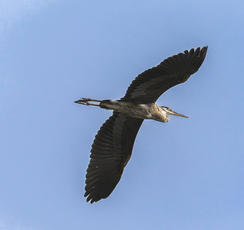 Great Blue Heron soaring in the clear blue sky showcasing its impressive wingspan and elegant flight perfect for birdwatching enthusiasts and nature photographers.