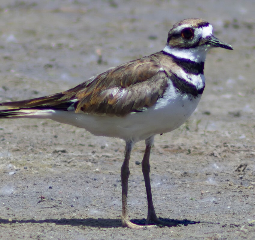 Killdeer bird standing on sandy ground showcasing its distinct brown and white plumage with striking black bands ideal habitat for this shorebird in the wild.