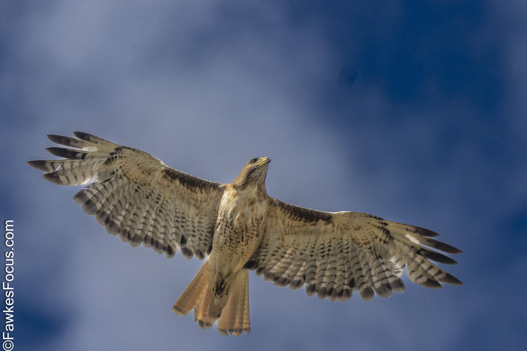 Majestic Red-tailed Hawk soaring through a clear blue sky showcasing its distinctive red tail feathers and impressive wingspan perfect example of raptor beauty in flight.