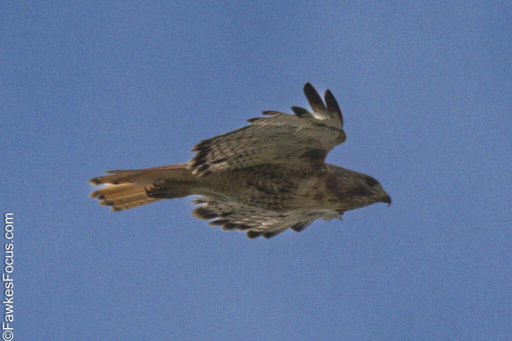 Soaring Red-tailed Hawk against clear blue sky showcasing its distinctive red tail and broad wingspan. Ideal for birdwatchers and nature enthusiasts seeking raptor images.