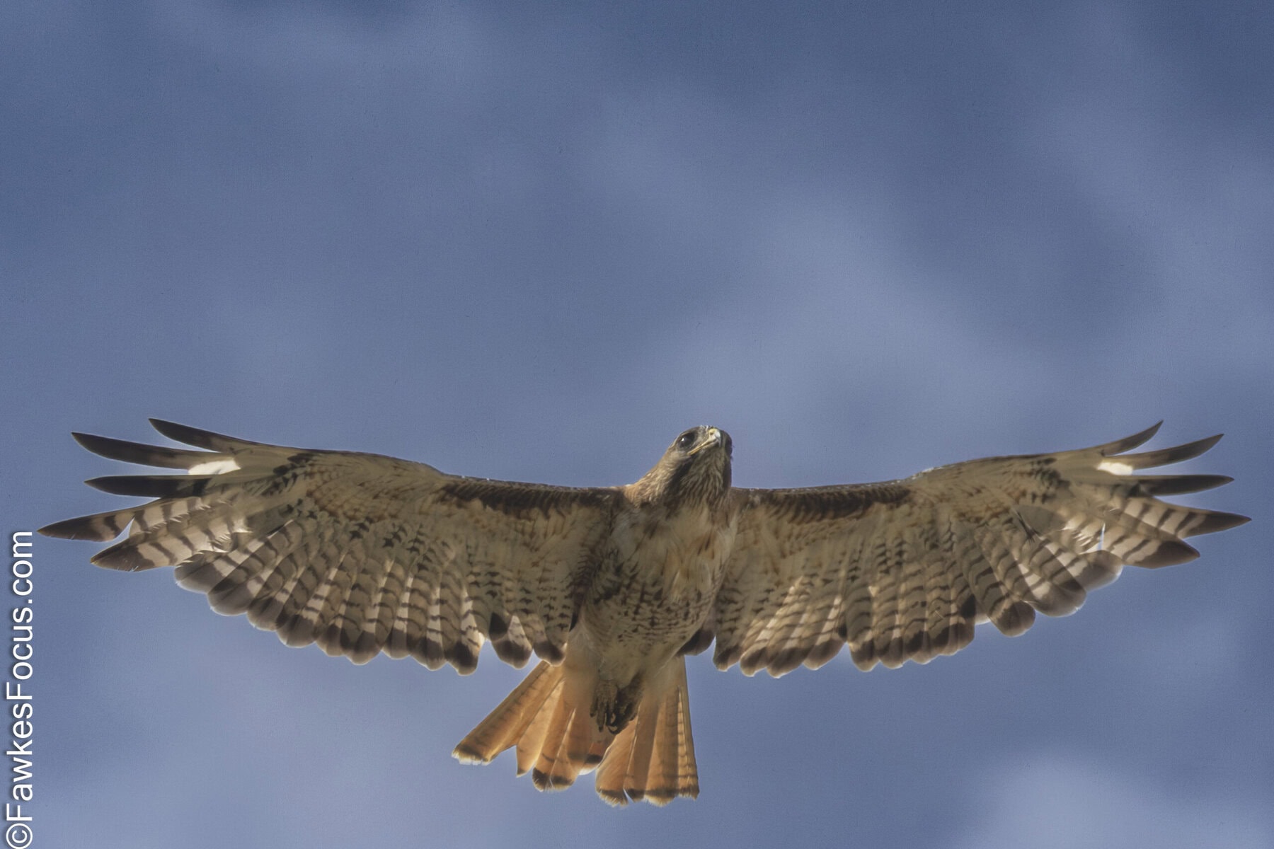 Red-tailed Hawk soaring in a clear blue sky showcasing its majestic wingspan and vibrant tail feathers. Perfect example of a Red-tailed Hawk in flight.