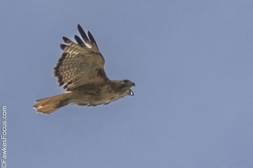 Red-tailed Hawk soaring gracefully against a clear blue sky showcasing its distinctive red tail feathers and strong wingspan highlighting its agile flight abilities.
