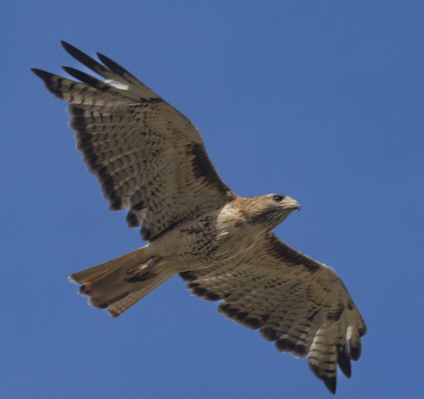 Red-tailed Hawk soaring in a clear blue sky showcasing its broad wingspan and distinctive red tail. Perfect depiction of wildlife and birdwatching enthusiasts.