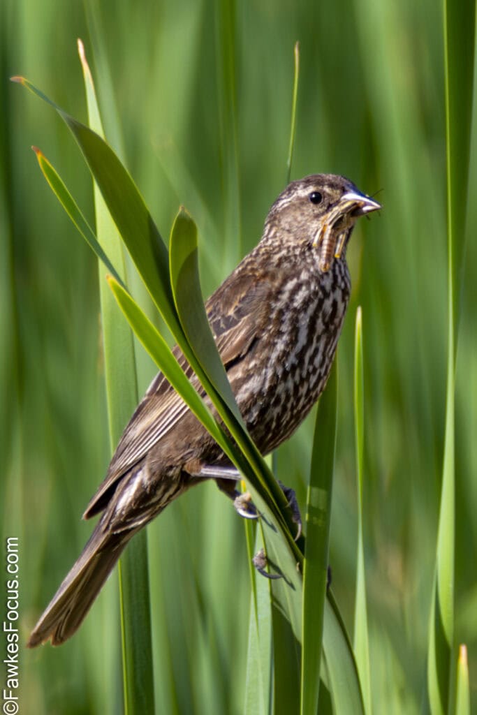 Female Red-winged Blackbird perched on green reeds in a wetland environment showcasing its brown plumage. Ideal habitat for Red-winged Blackbird nesting and feeding.