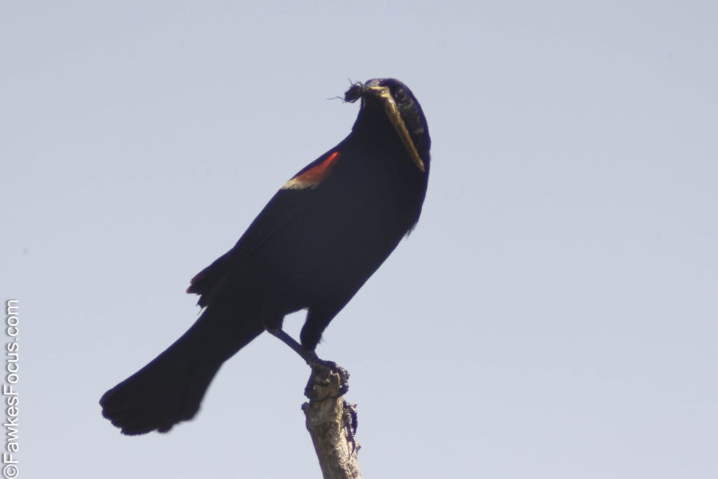 Red-winged Blackbird perched on a branch against a clear sky displaying its distinctive red shoulder patches in a natural habitat perfect for birdwatching enthusiasts.