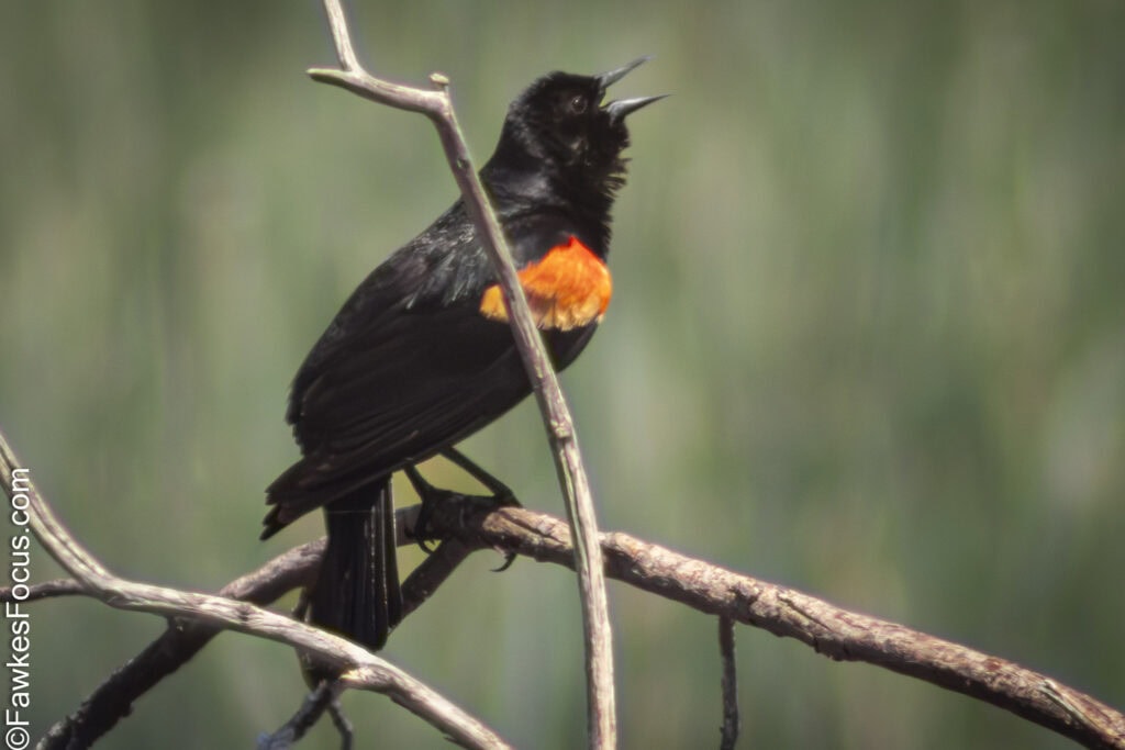 Red-winged Blackbird perched on a tree branch against a blurred nature background showcasing its vibrant red and yellow wing markings in a natural habitat setting.