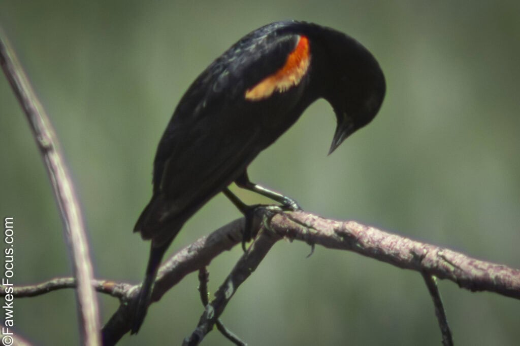 Red-winged Blackbird perched on a branch in its natural habitat showing the vibrant red and yellow shoulder patches characteristic of this bird species.