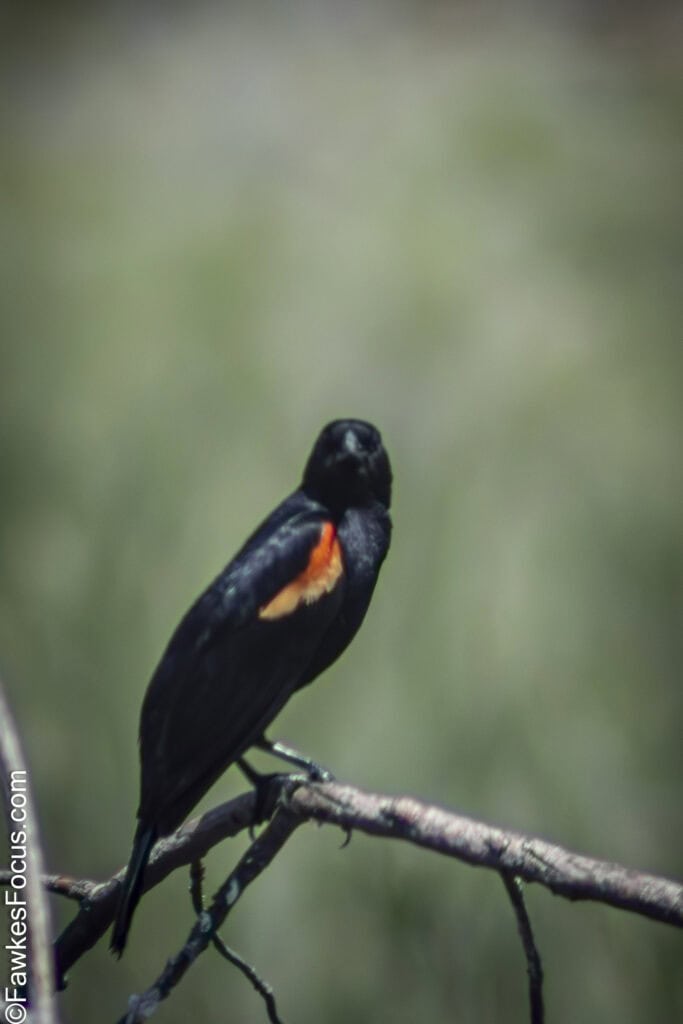 Red-winged Blackbird perched on a branch displaying its distinctive red and yellow shoulder patches against a blurred natural background ideal for birdwatching enthusiasts.
