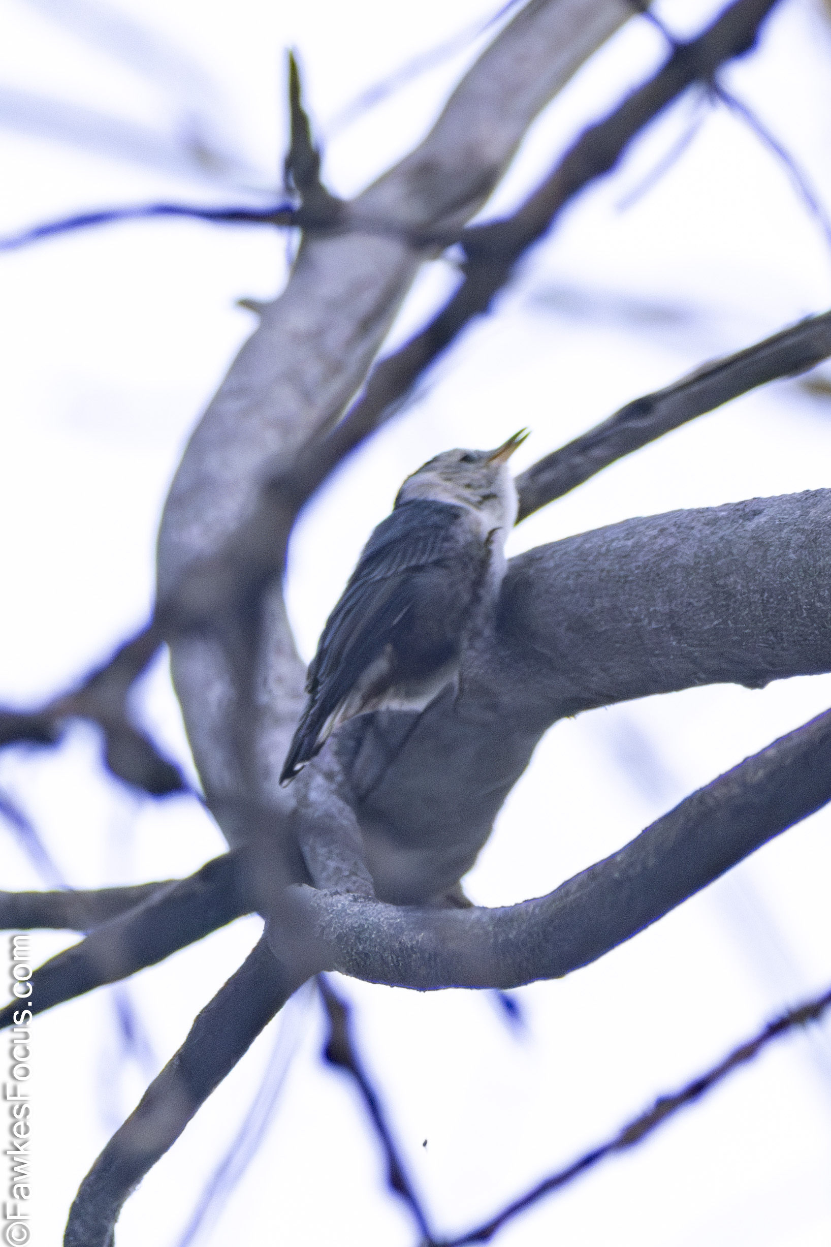 White-breasted Nuthatch perched on a leafless tree branch in its natural habitat showcasing its distinctive white chest and grayish-blue back against a clear sky.