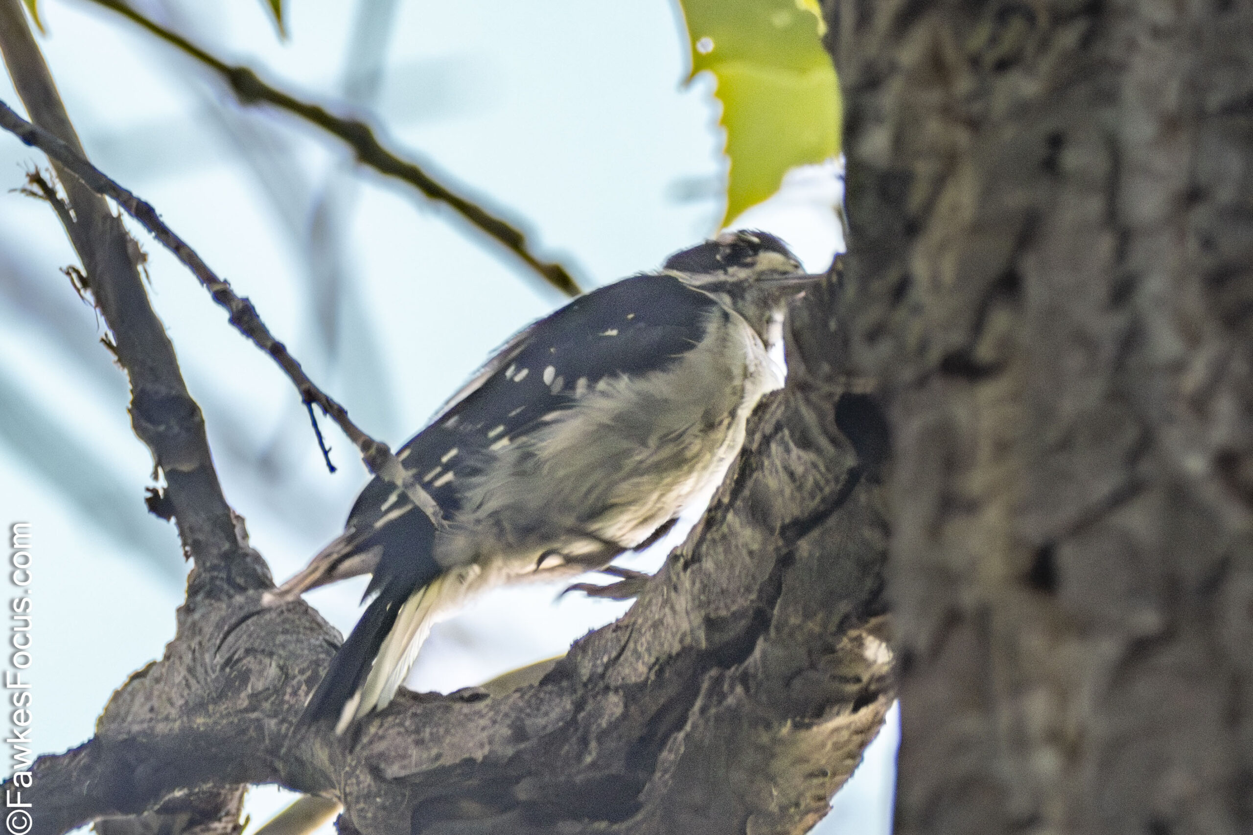 Downy Woodpecker perched on a tree branch in its natural habitat surrounded by leaves and a bright sky. Perfect example of the small but active Downy Woodpecker.