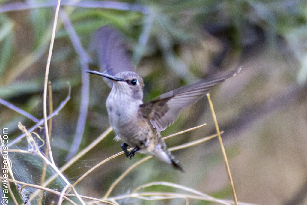 Black-chinned Hummingbird perched among green foliage displaying its iridescent plumage in a natural habitat enhancing the beauty of the vibrant garden setting.