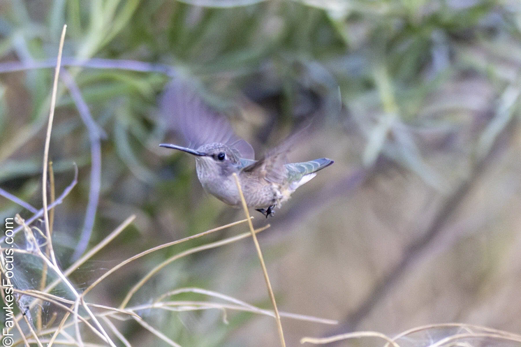 Black-chinned Hummingbird in flight amid lush greenery. The small bird showcases its distinctive black chin and iridescent plumage, highlighting natural beauty and grace.