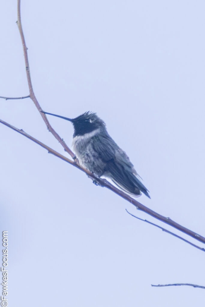 Black-chinned Hummingbird perched on a branch displaying its distinctive plumage against a clear sky background highlighting the beauty of this small bird species.