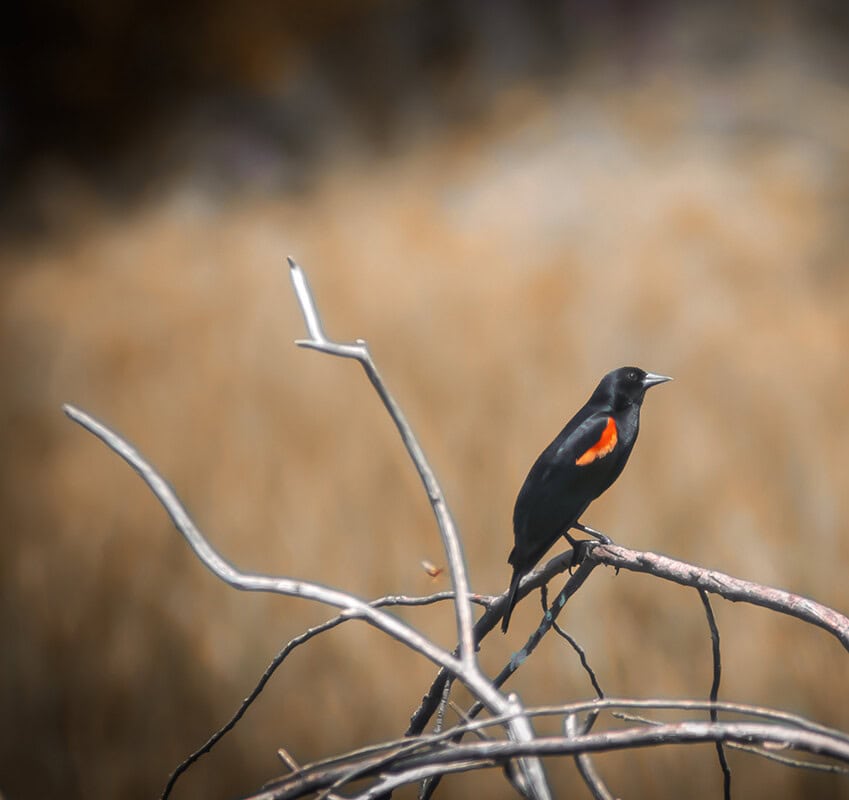 Red-winged Blackbird perched on a branch in a natural habitat. The vibrant red and yellow shoulder patches contrast against the dark feathers. Perfect for bird enthusiasts.