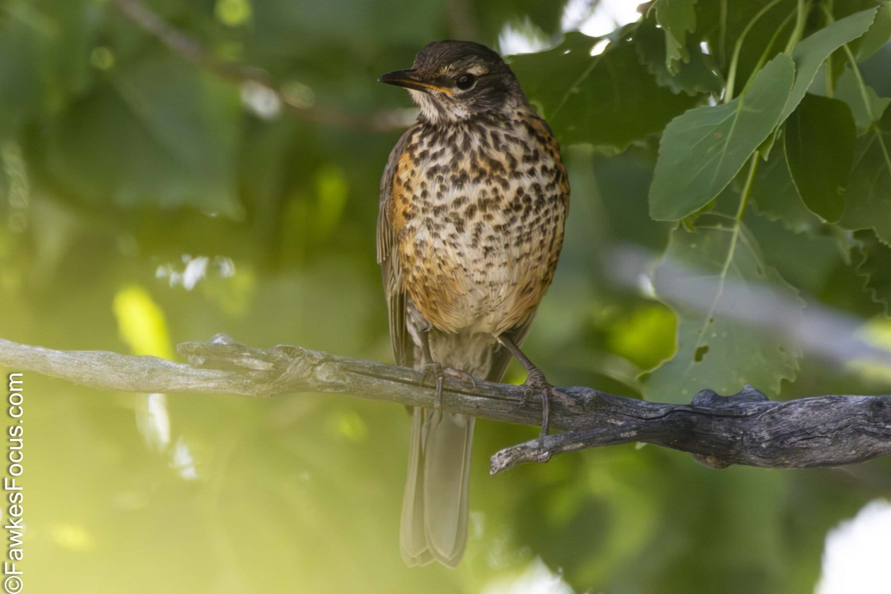Young American Robin perched on a branch amidst lush green leaves showcasing its speckled plumage. Perfect example of American Robins in their natural habitat.