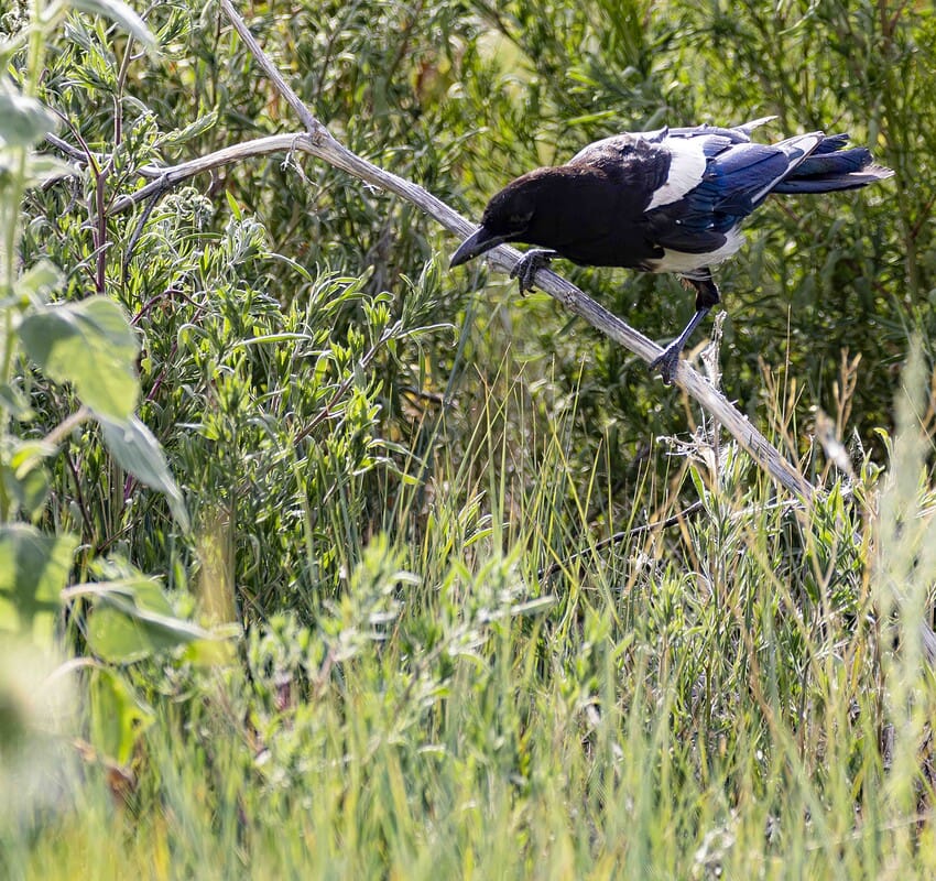 Black-billed Magpie perched on a branch surrounded by green foliage and tall grass in a natural habitat. Ideal representation of Black-billed Magpie in the wild.