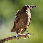 Molting Birds: Complete Guide to Molting, Feathers, and Plumage