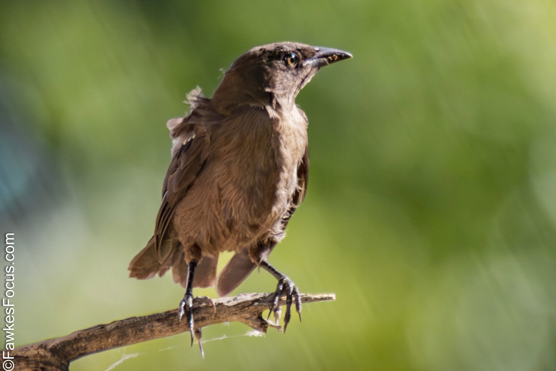 A Great-tailed Grackle perches gracefully on a branch against a blurred green background showcasing its unique features and natural habitat in a serene environment.