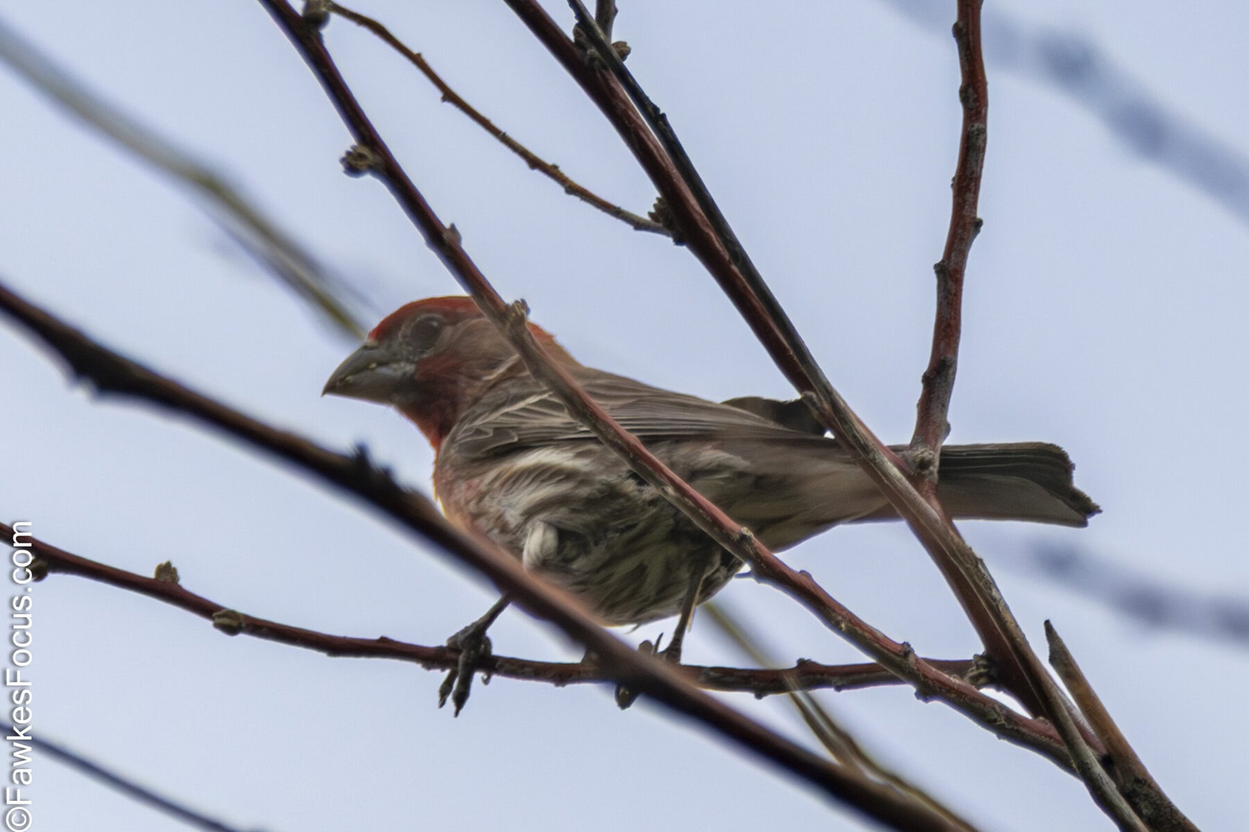 House Finch perched on a branch against a clear sky showcasing its vibrant plumage and natural habitat. Perfect example of a House Finch in the wild for bird enthusiasts.