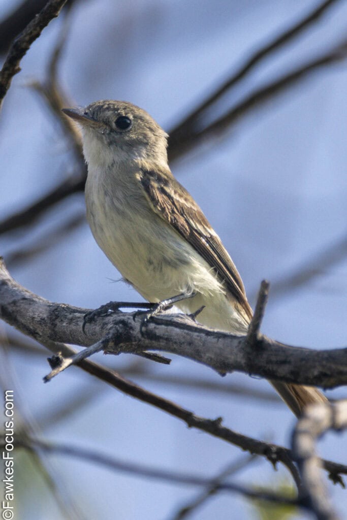 Least Flycatcher perched on a tree branch showcasing its small size and delicate feathers in a natural habitat. Ideal image for birdwatching enthusiasts and nature sites.