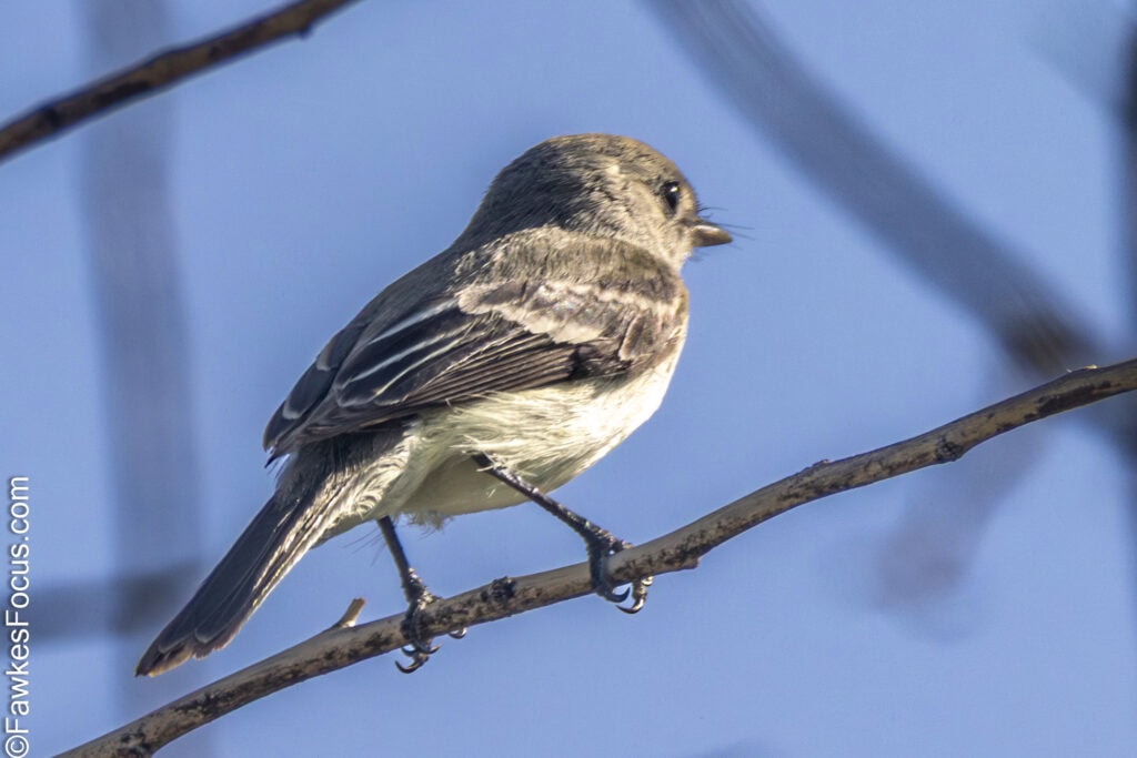 Least Flycatcher perched on a branch under a clear blue sky showcasing its delicate plumage and distinct markings perfect for birdwatching enthusiasts and nature lovers.