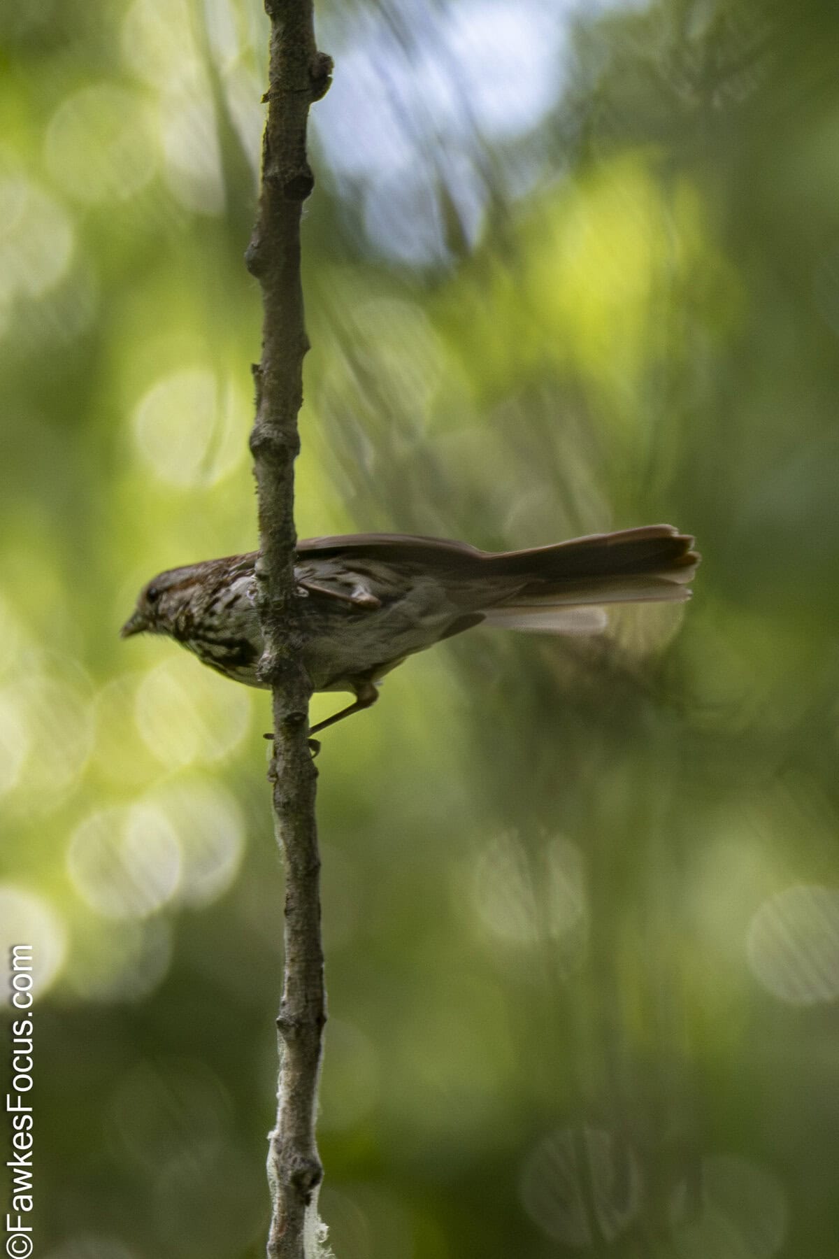 Song Sparrow perched on a slender branch amidst blurred green foliage perfect setting for birdwatching enthusiasts searching for the Song Sparrow in its natural habitat.