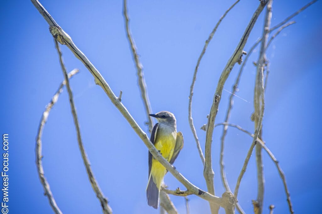 Western Kingbird perched on bare branches against a clear blue sky showcasing its distinctive yellow belly. Ideal habitat spot for birdwatching enthusiasts.