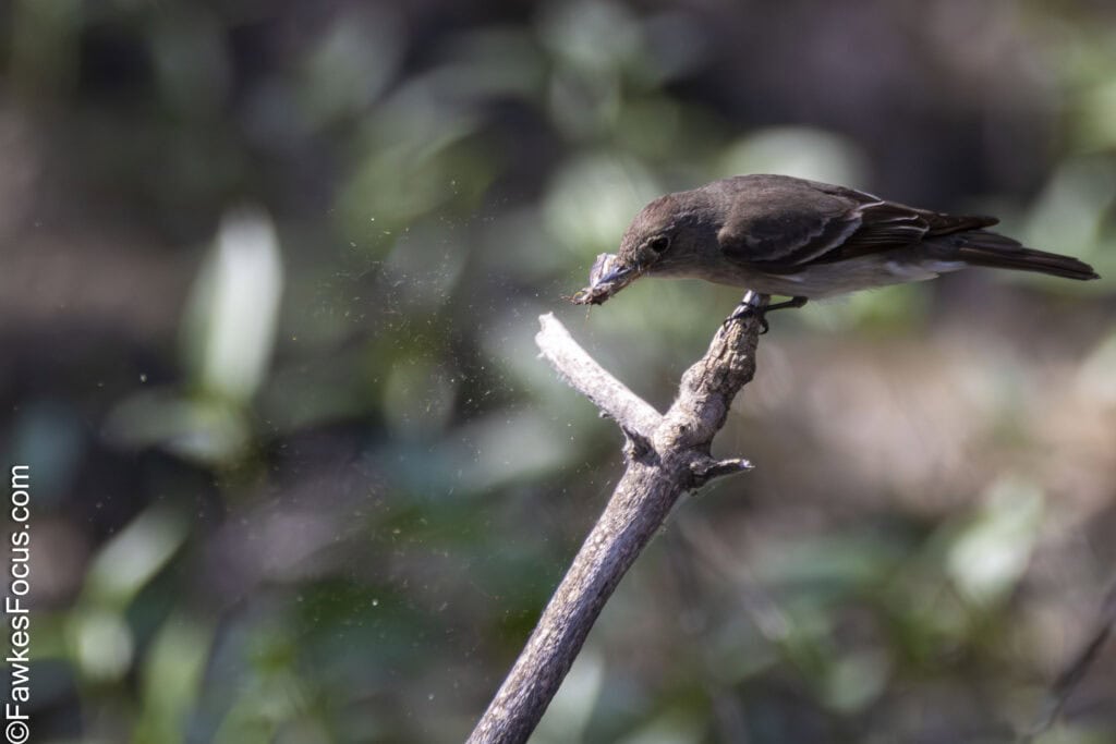 Western Wood-Pewee perched on a branch in natural habitat showcasing its distinctive features and behaviors highlighting the essence of this North American bird species.