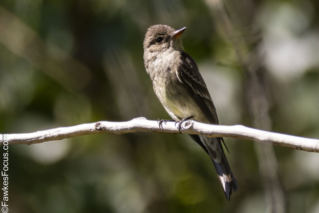 Western Wood-Pewee perched on a branch in a forest setting highlighting its distinct plumage and natural habitat. Ideal image for birdwatching and nature enthusiasts.
