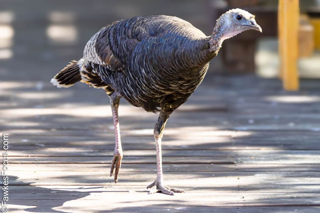 A wild turkey walks gracefully on a sunlit wooden deck displaying its detailed plumage and natural habitat creating a serene and captivating wildlife scene.