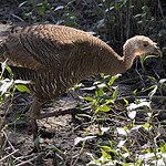 What Are Bird Wattles For? Purpose, Function, and Examples