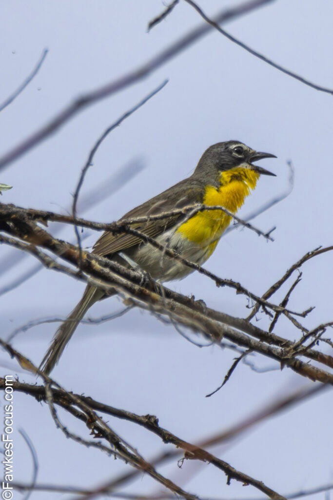Yellow-breasted Chat perched on a branch against a clear sky showcasing its vibrant yellow chest and distinct songbird features ideal for birdwatching enthusiasts.