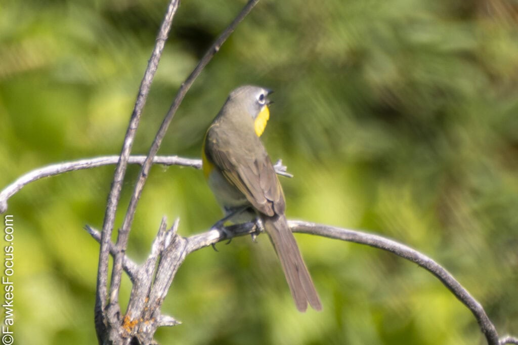 Yellow-breasted Chat perched on a branch in its natural habitat displaying its vibrant yellow chest against a blurred green background perfect for bird watching enthusiasts.