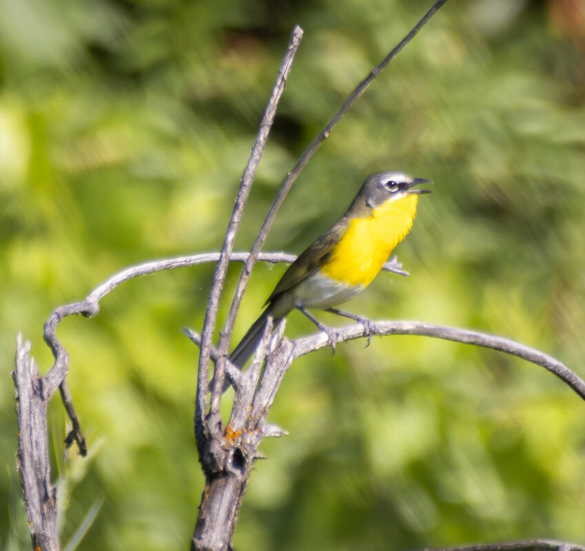 A Yellow-breasted Chat perched on a branch surrounded by lush green foliage showcasing its vibrant yellow chest and striking appearance in a natural habitat.