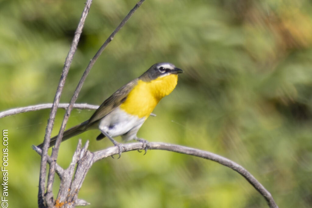 Yellow-breasted Chat perched on a branch in a natural habitat showing its vivid yellow chest and sleek plumage against a soft green background highlighting birdwatching beauty.