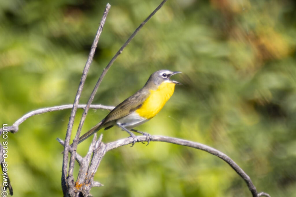 Yellow-breasted Chat perched on a branch in a lush green forest displaying its vibrant yellow chest. Ideal habitat for birdwatchers and nature enthusiasts.