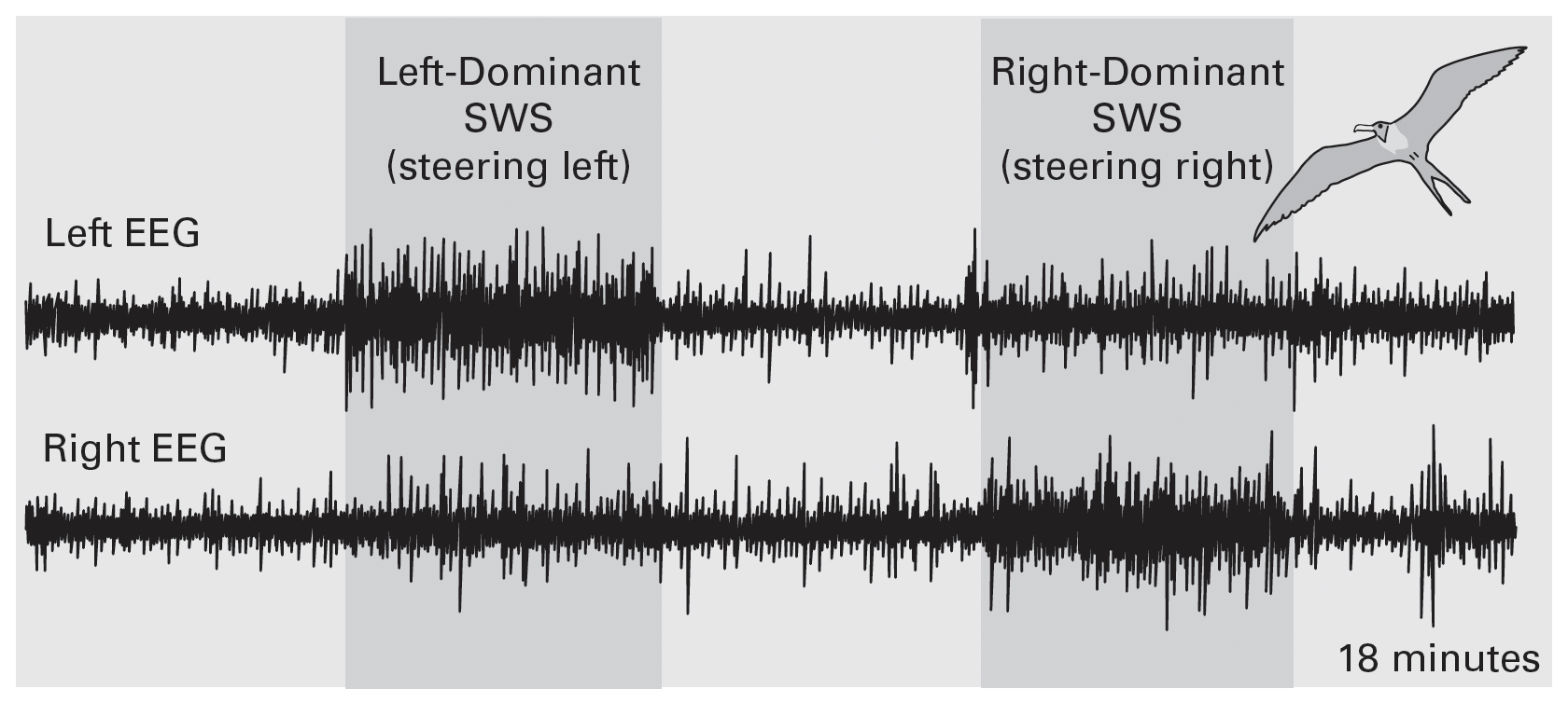 Great frigatebirds exhibit highly asymmetric sleep patterns (Figure 2.7). Researchers used implanted electrodes and data loggers to monitor electroencephalogram (EEG) activity in both brain hemispheres. Over an 18-minute recording, the observed bird displayed significantly greater slow-wave sleep (SWS) in one hemisphere compared to the other. Notably, the bird tended to steer left when SWS was more dominant in the left hemisphere and right when SWS was stronger in the right hemisphere. Adapted from Rattenborg (2017).