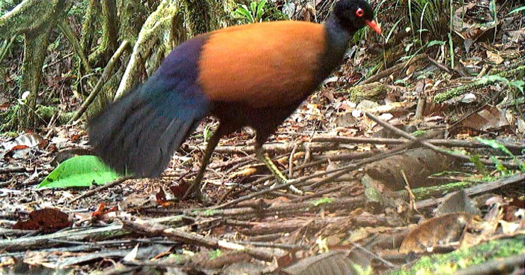 Black-naped pheasant-pigeon walking in its natural forest habitat showcasing its vibrant plumage and distinctive black nape surrounded by leaves and branches.